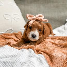 Purple collar girl - Apricot female Goldendoodle puppy in Spokane, Washington from Dream Doodles in Spokane WA