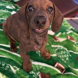 Dachshund Puppies from Army of Dachshunds