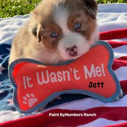 Rmm2 - Red merle male Australian Shepherd puppy in Magee, Mississippi from Paint ByNumbers Ranch