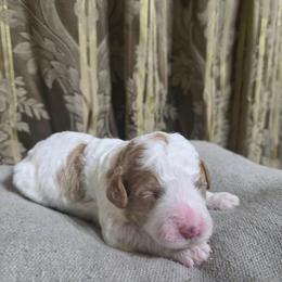Girl 2 - Parti female Goldendoodle puppy in Austin, Texas from Doodles Fur Days