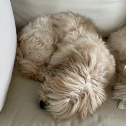 Gus - Coton de Tulear