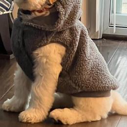 Goldendoodle Puppies from ENC Goldendoodles
