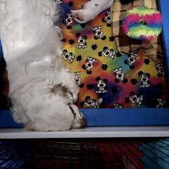 Clumber Spaniel Puppies from Briton Clumber Spaniels