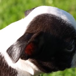 Queenie - Boston Terrier puppy in Rexburg, Idaho from Wolf Ridge Boston Terriers