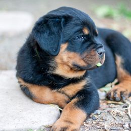 Rottweiler Puppies from Happy Rottweilers