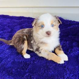 TINY Ruby - Red merle female Australian Shepherd puppy in Charlotte, North Carolina from Awesome Aussies