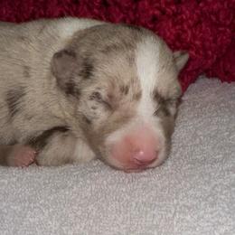 Paris - White and red merle female Border Collie puppy in Henagar, Alabama from Ridge Kap Border Collies