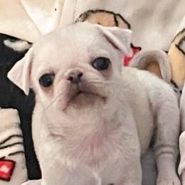 Jacob (tiny runt) - White male Pug puppy in Morgantown, West Virginia from Groovy Pugs