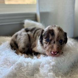 Rotini - White and red merle female Bordoodle puppy in Valley Center, California from Circle R Valley Bordoodls