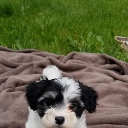 Havanese Puppies from SunWyst Havanese