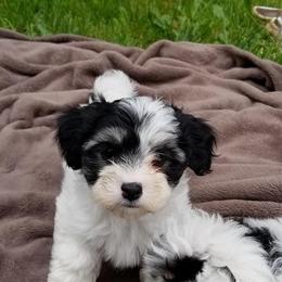 Havanese Puppies from SunWyst Havanese