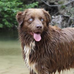 Gypsy - Miniature Australian Shepherd