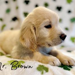 Mr. Brown - Light golden male Golden Retriever puppy in Willis, Texas from Lakemist Retrievers
