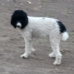 TRIXIE - Poodle