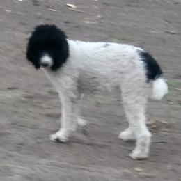 TRIXIE - Poodle