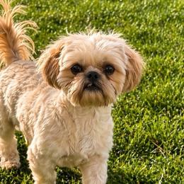 Jac Jack - Shih Tzu