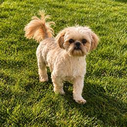 Jac Jack - Shih Tzu