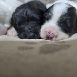 Crunch - Black and white female Cockapoo puppy in Calhoun, Georgia from Emerald J Doodles