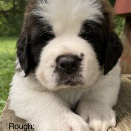 Saint Bernard Puppies from Mount Krumpit Saints