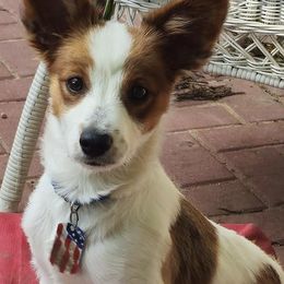 Papillon puppies from Southern Belle's Biewer Terriers & Papillons