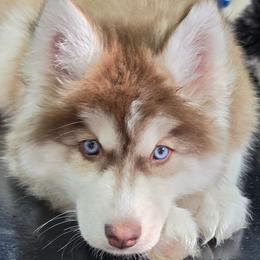 Abe - Red and white male Siberian Husky puppy in East Tawas, Michigan from BurnsBerg's Woolies