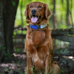 Baker - Golden Retriever