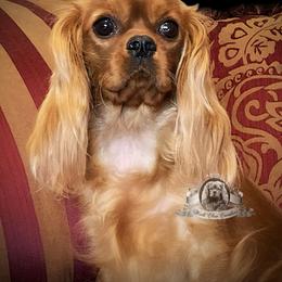 Honey - Cavalier King Charles Spaniel
