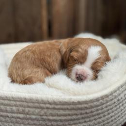 Bear - Red male Cavapoo puppy in Orrstown, Pennsylvania from Pawfect Fur Friends