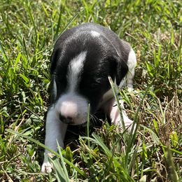 Kinley - White and black female Whippet puppy in West Plains, Missouri from Sycamore Ridge Puppies