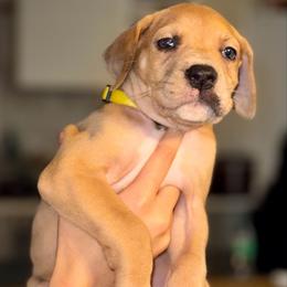 Yellow collar - Merle female Great Dane puppy in Loris, South Carolina from Days Danes