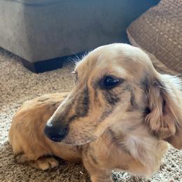 Dachshund Puppies from Rockin' M’s Dachshunds