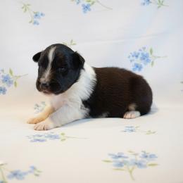 Domino - Black and white male Shetland Sheepdog puppy in Minnesota from Sheltie Puppies