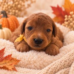 Yellow Collar - Red female Irish Doodle puppy in Madison, Wisconsin from Morningside Doodles