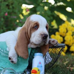 Shrimp - Red and white female Basset Hound puppy in Pollock, Missouri from Northstar