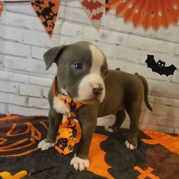 American Bully and Boston Terrier Puppies from Greenberg's Boston Terriers & Bullies of Metro Detroit
