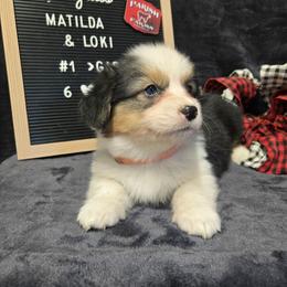1 Orange collar female - Black and tan female Pembroke Welsh Corgi puppy in Harrisburg, Illinois from Parish Corgis