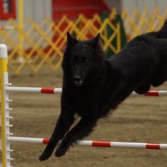 Belgian Sheepdogs from Wildmour Kennels
