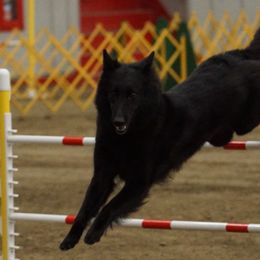 Belgian Sheepdogs from Wildmour Kennels