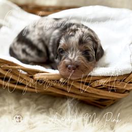 Aurora - Ms. Pink - Chocolate merle female Bernedoodle puppy in Tomball, Texas from Wynterwood Doodles