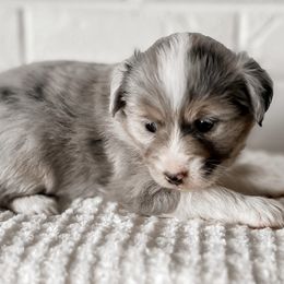 Miniature Australian Shepherd, Pembroke Welsh Corgi, and Toy Australian Shepherd Puppies from Spring Creek Aussies + Corgis