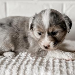 Miniature Australian Shepherd, Pembroke Welsh Corgi, and Toy Australian Shepherd Puppies from Spring Creek Aussies + Corgis