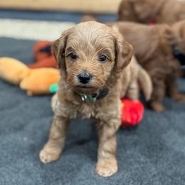 Woody - Red  male Goldendoodle puppy in Wharton, Texas from Little Fur Friends
