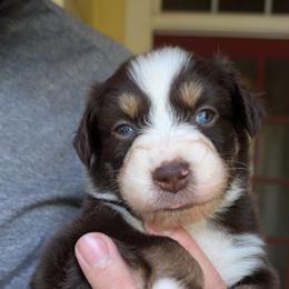 Boy 4 - male Australian Shepherd puppy in Acworth, Georgia from Aussomely Yours, Australian Shepherds