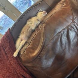 Siberian Husky Puppies from Feazell’s Siberian Huskies