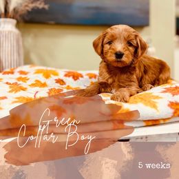 Green boy - Red  male Goldendoodle puppy in Dupont, Washington from Willow Tree Doodles