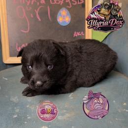 Heffalump - Black female German Shepherd puppy in Livingston, Kentucky from Illyria Dox & GSD