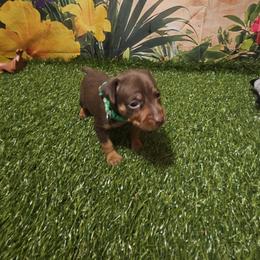 Lucky - Chocolate and rust male Miniature Pinscher puppy in Baton Rouge, Louisiana from Pike's Pups