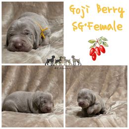 Goji Berry - Silver gray female Weimaraner puppy in Ferrum, Virginia from LAAT Weims