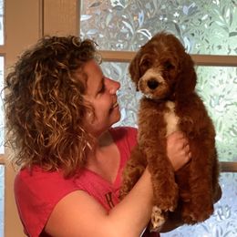 Goldendoodle Puppies from Two Ps in a Pod