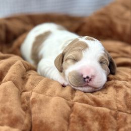 Loretta Lynn - Cream female Aussiedoodle puppy in Arizona from Coats of Many Colors LLC